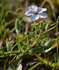 Calibrachoa pygmaea