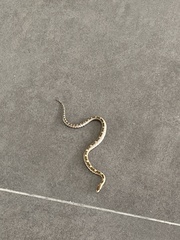 Pituophis deppei