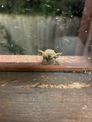 Oxycanus antipoda