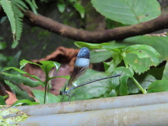 Psolodesmus mandarinus