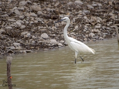 Egretta rufescens