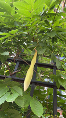 Wisteria sinensis
