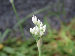 Allium tuberosum