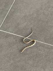 Pituophis deppei