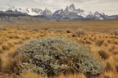 Senecio filaginoides