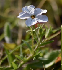 Calibrachoa pygmaea