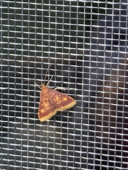 Pyrausta acrionalis
