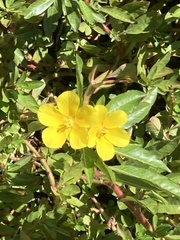 Ludwigia peploides