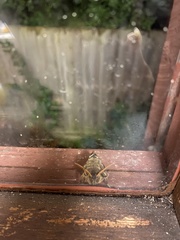 Oxycanus antipoda