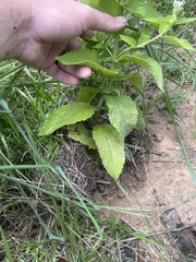 Eupatorium × truncatum