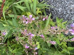 Desmodium canadense