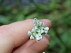 Allium tuberosum
