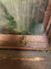 Oxycanus antipoda