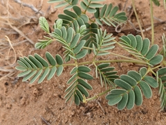 Hoffmannseggia repens