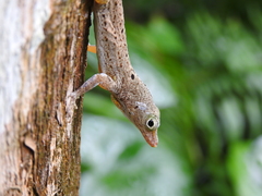 Anolis stratulus