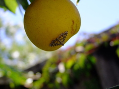 Glyphodes onychinalis