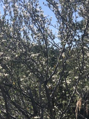 Cercocarpus betuloides