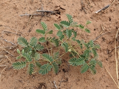 Hoffmannseggia repens