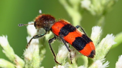 Trichodes apivorus