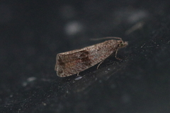 Celypha striana