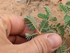 Hoffmannseggia repens