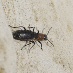Endeodes collaris