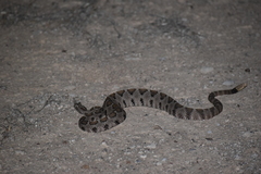 Crotalus enyo