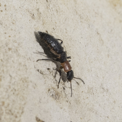Endeodes collaris