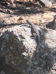 Sceloporus occidentalis longipes