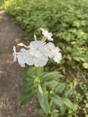 Phlox