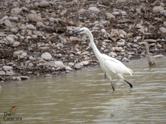 Egretta rufescens