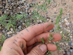 Ambrosia acanthicarpa