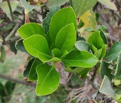 Euonymus