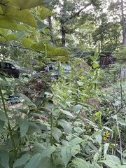 Agastache nepetoides