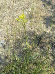 Solidago ohioensis