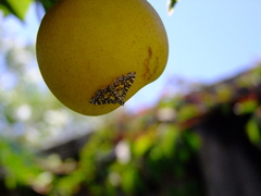 Glyphodes onychinalis