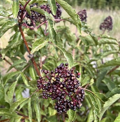 Sambucus racemosa melanocarpa