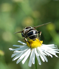 Eristalis dimidiata