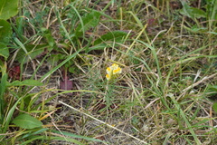 Linaria