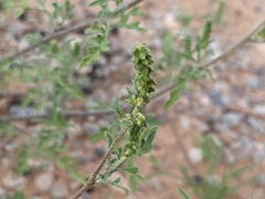 Ambrosia acanthicarpa