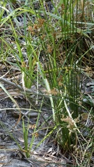 Schoenoplectus californicus