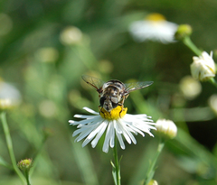 Eristalis dimidiata
