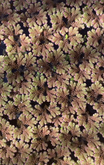 Azolla rubra
