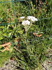 Achillea millefolium