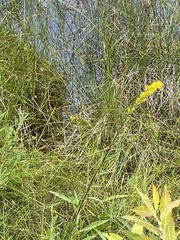 Solidago uliginosa