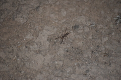 Solifugae