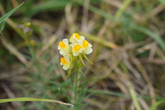 Linaria