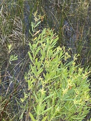 Hypericum kalmianum