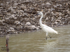 Egretta rufescens