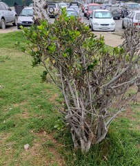 Euonymus